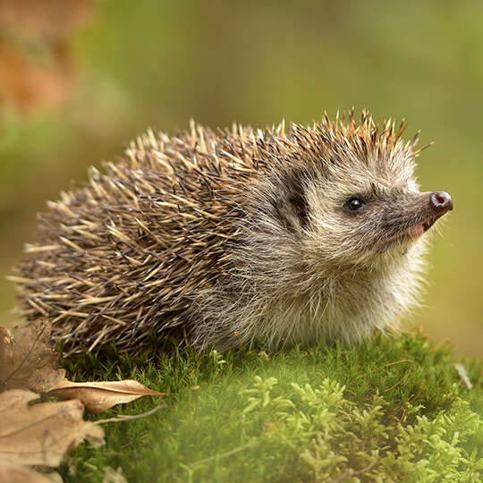 themenwelt vogel kachel igel 540x540